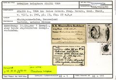 Karteikarte zum Syntyp von Robulina halophora Stache, 1864